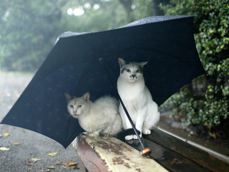 街角流浪猫图片(50张)