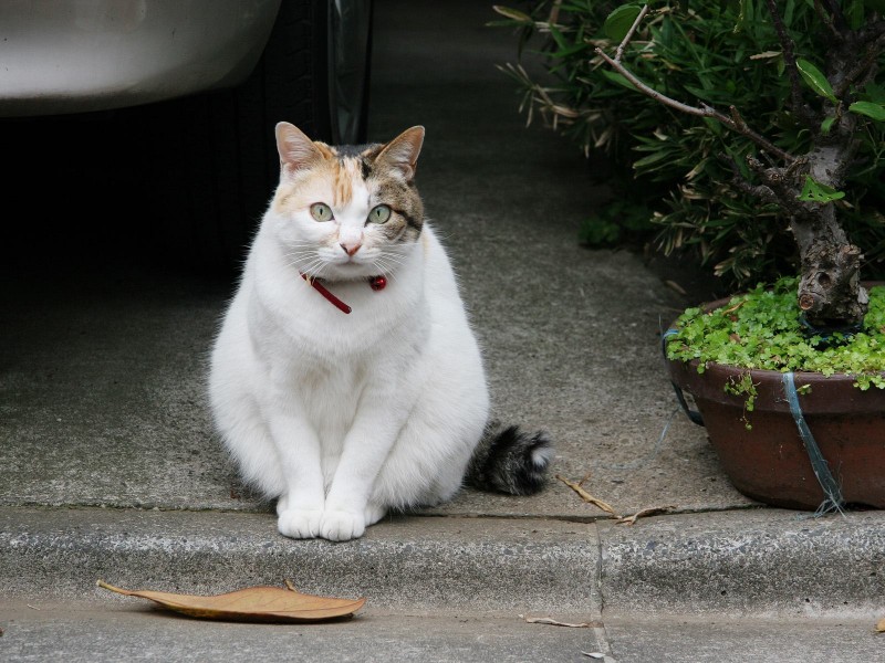 街角流浪猫图片(50张)