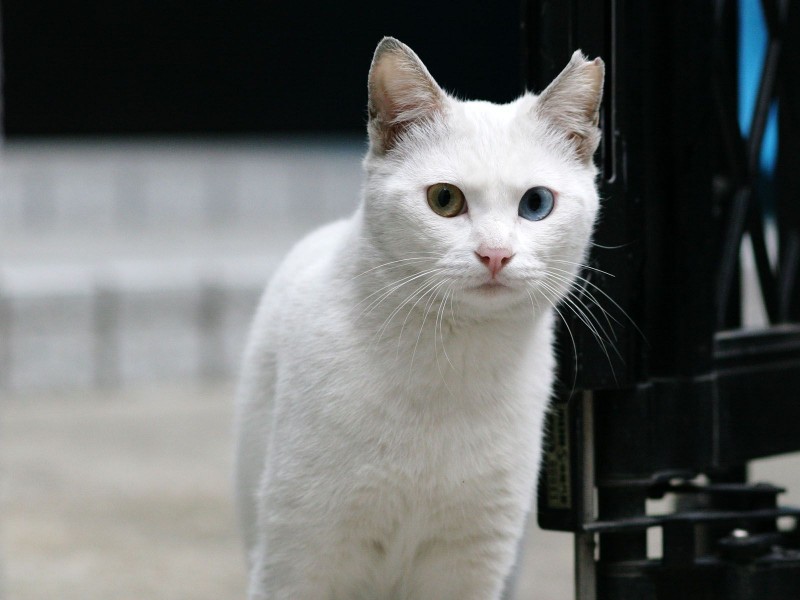 街角流浪猫图片(50张)