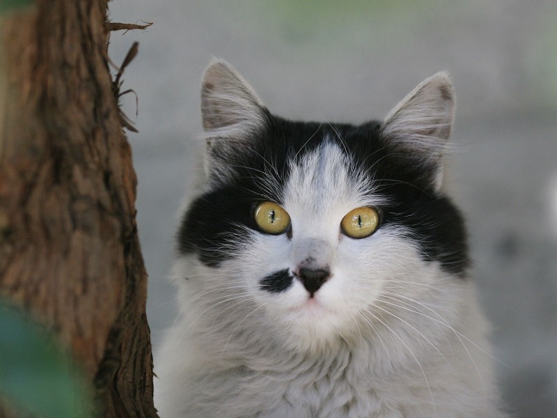 街角流浪猫图片(50张)