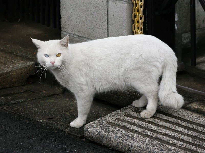 街角流浪猫图片(50张)