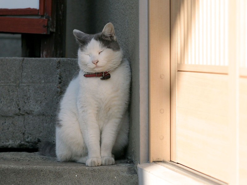 街角流浪猫图片(50张)