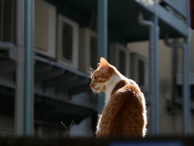 街角流浪猫图片(50张)