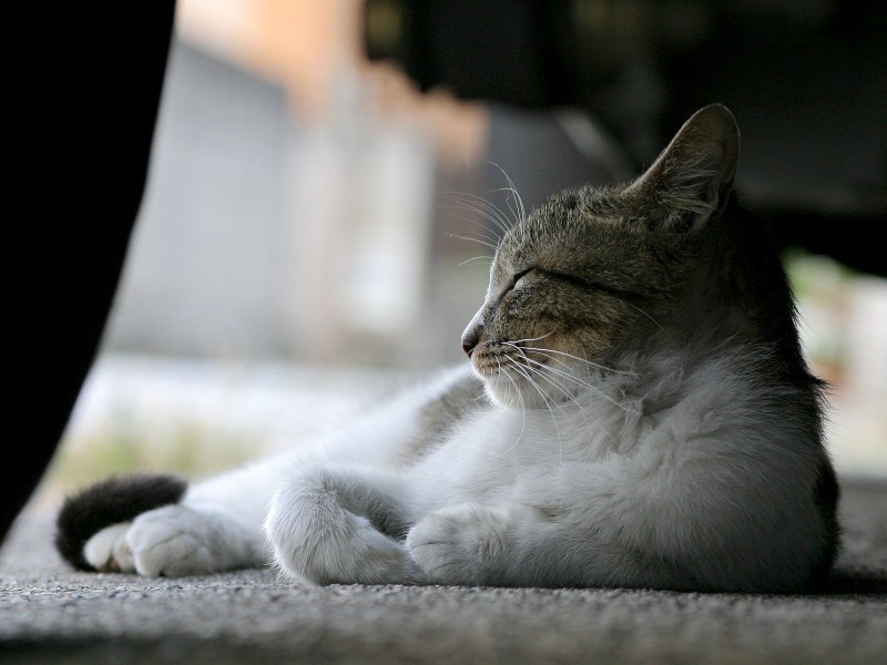 街角流浪猫图片(50张)