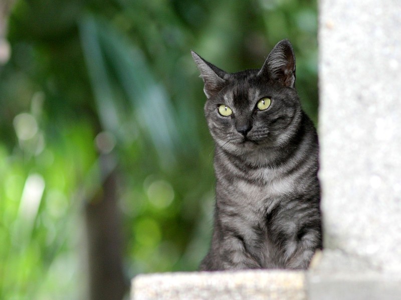 街角流浪猫图片(50张)