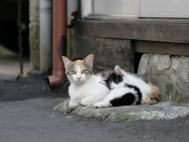 街角流浪猫图片(50张)