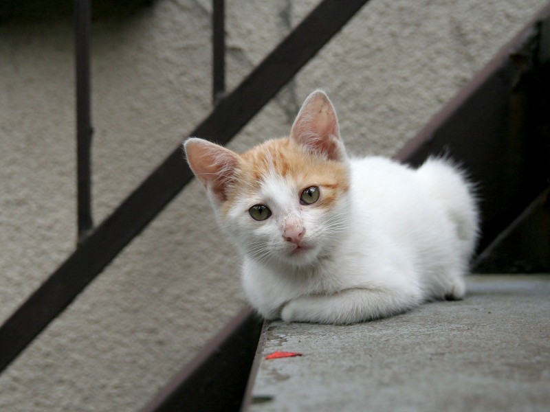 街角流浪猫图片(50张)