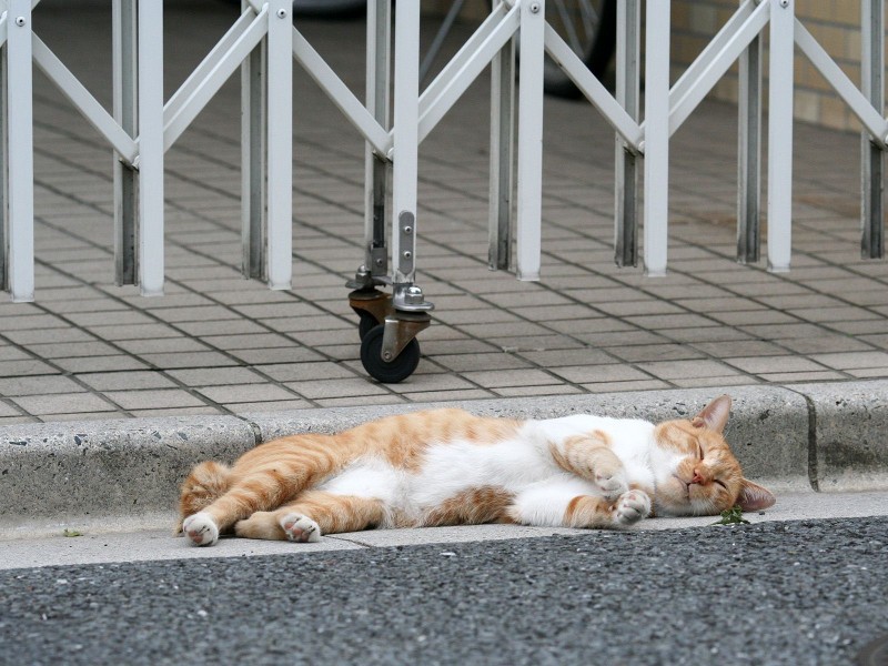 街角流浪猫图片(50张)