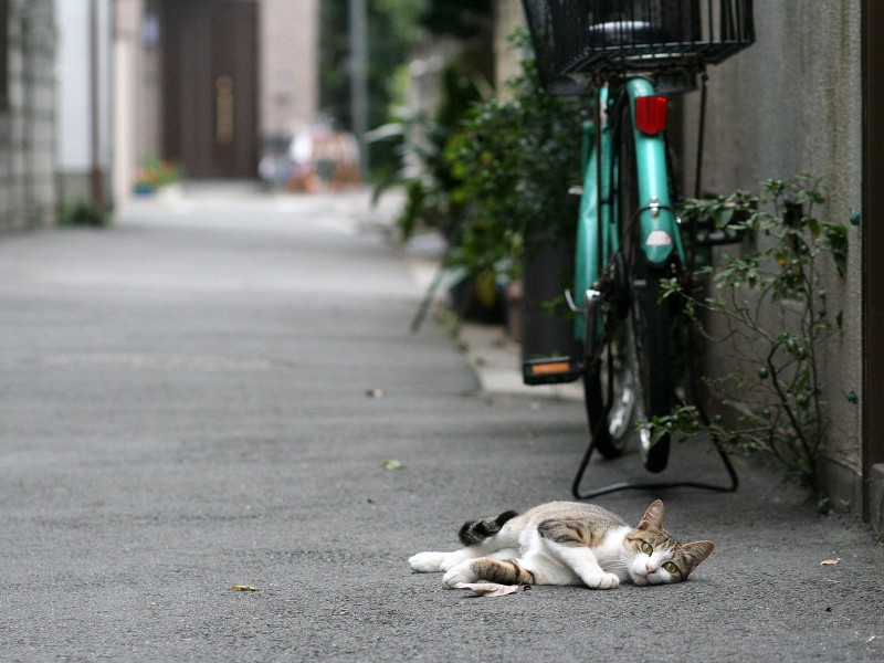 街角流浪猫图片(50张)