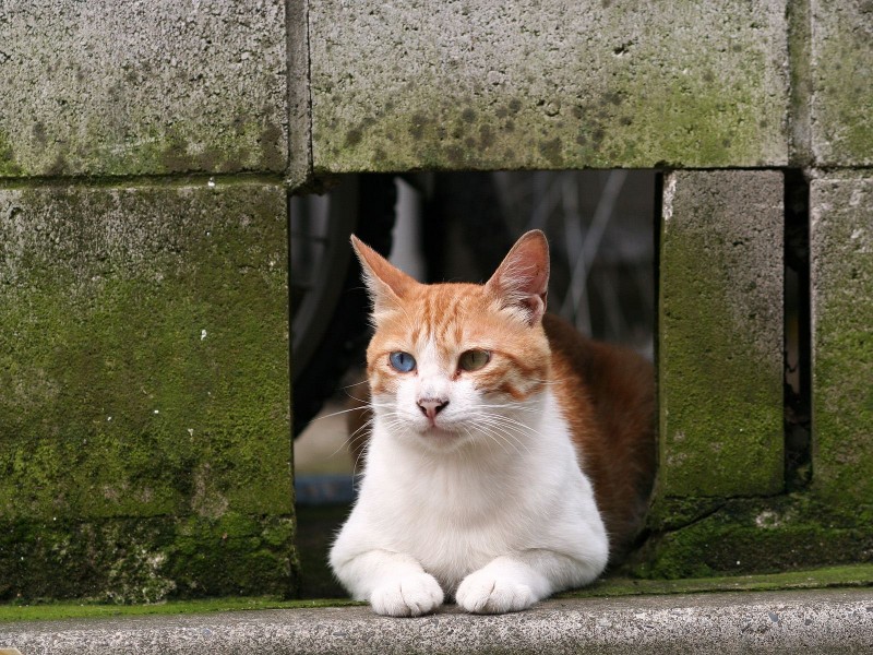 街角流浪猫图片(50张)