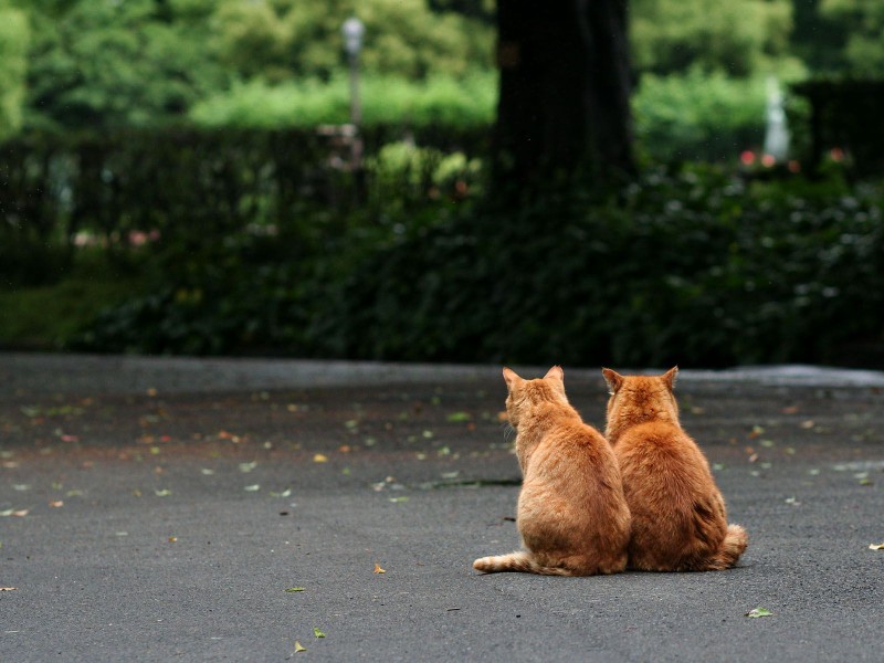 街角流浪猫图片(50张)