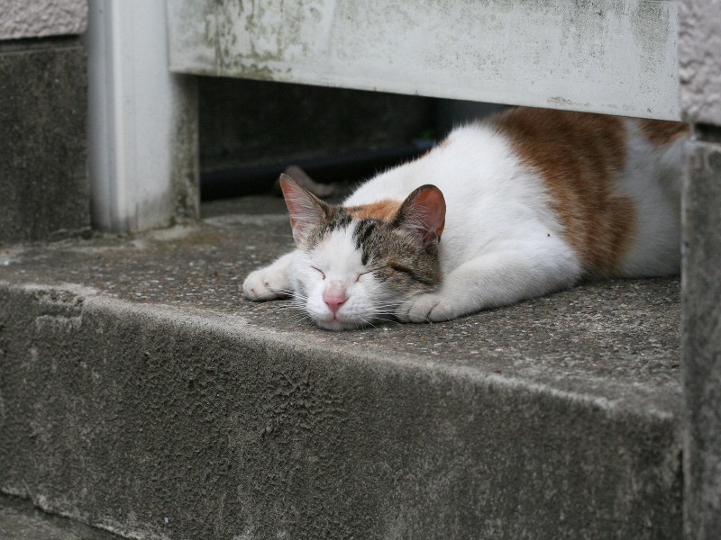 街角流浪猫图片(50张)