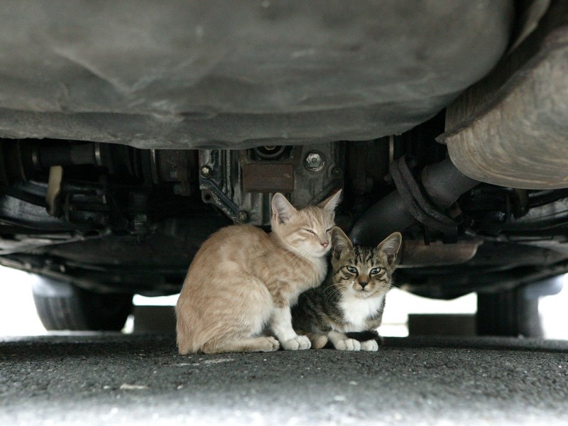 街角流浪猫图片(50张)