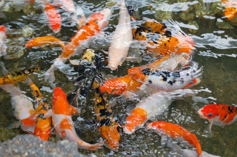 色彩缤纷的鲤鱼图片(14张)