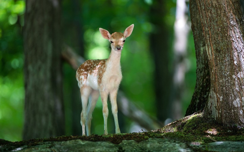 森林里的鹿图片(24张)