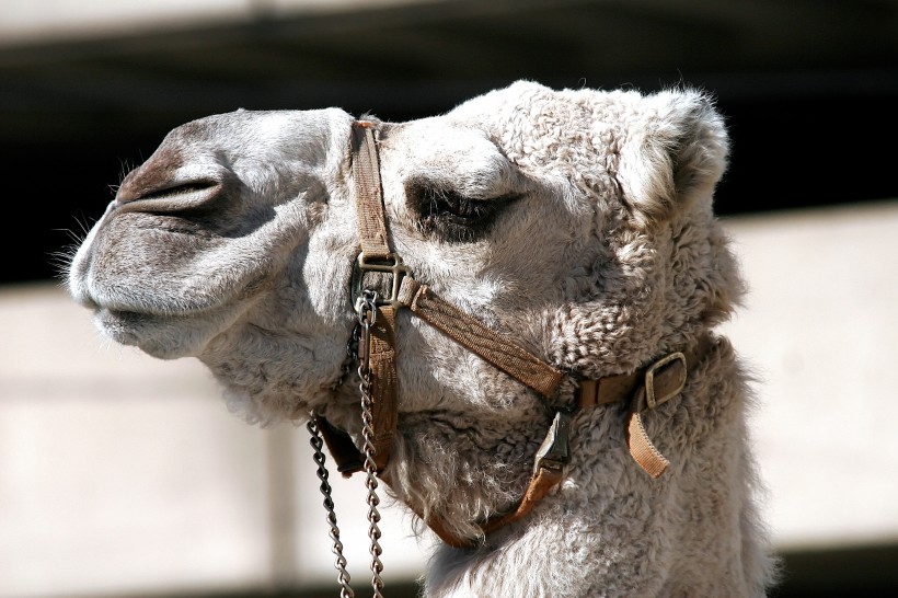 沙漠中的骆驼图片(12张)