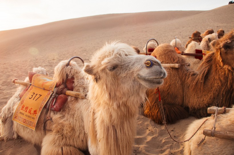 沙漠中的骆驼图片(12张)