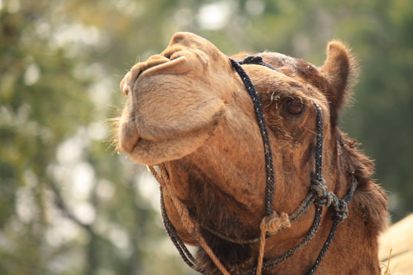 骆驼高清图片(13张)
