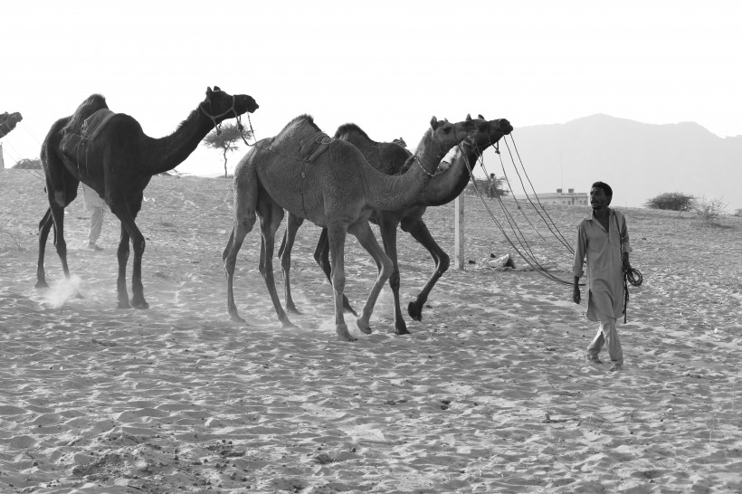 骆驼图片(21张)