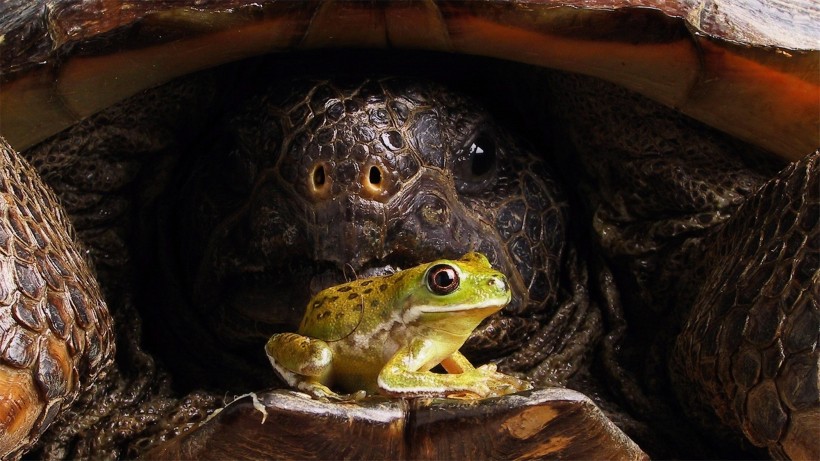 陆栖性动物乌龟图片(11张)