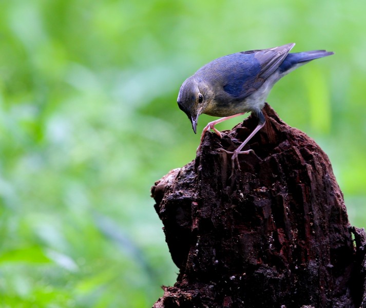 蓝歌鸲鸟类图片(5张)