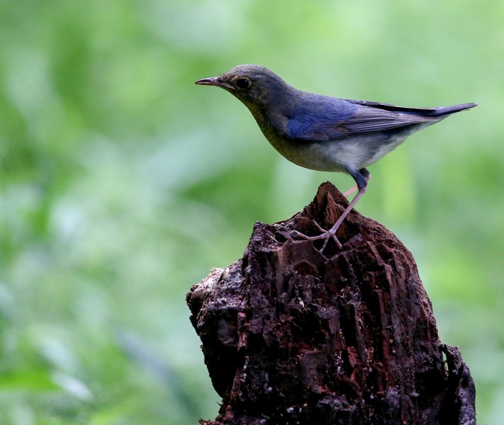 蓝歌鸲鸟类图片(5张)