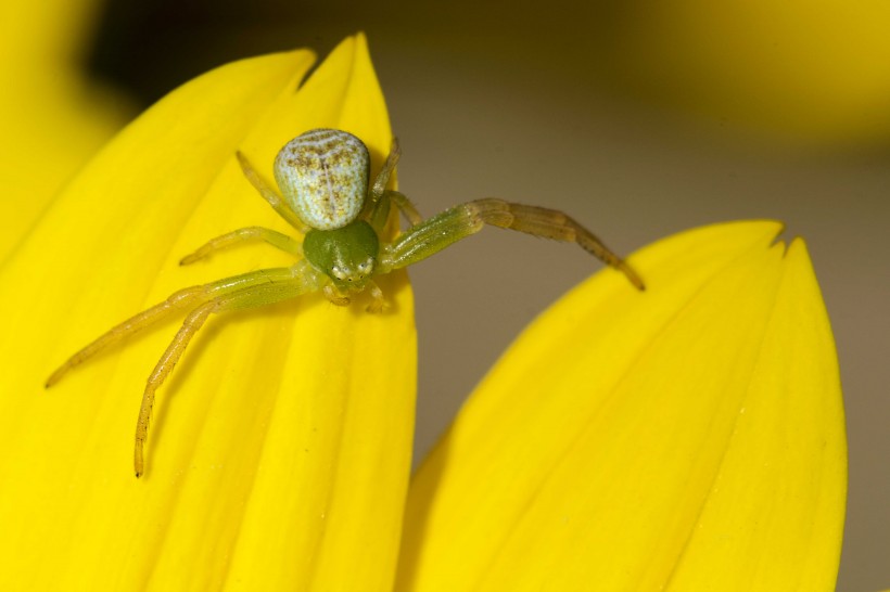 绿色的小蜘蛛图片(11张)