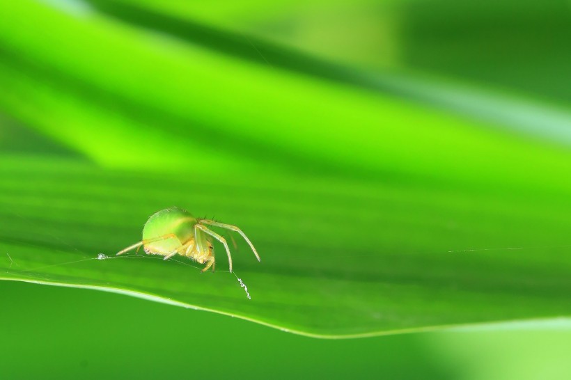绿色的蜘蛛图片(9张)