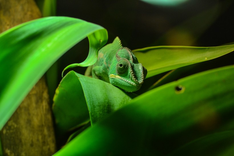 绿色的蜥蜴图片(9张)