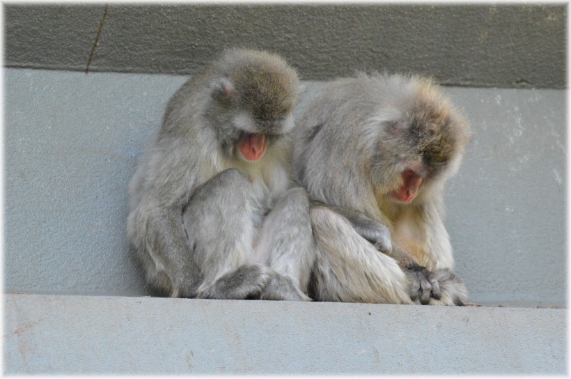 日本猕猴图片(9张)