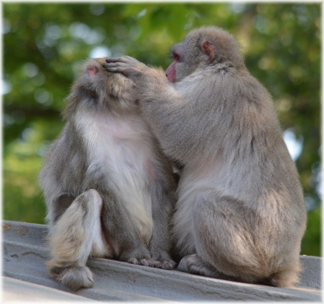 日本猕猴图片(9张)