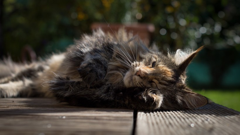 可爱的缅因库恩猫图片(18张)