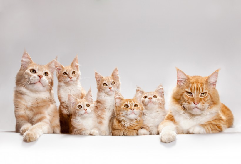 可爱的缅因库恩猫图片(18张)