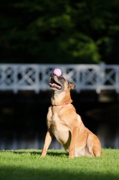 大型比利时玛利诺犬图片(15张)