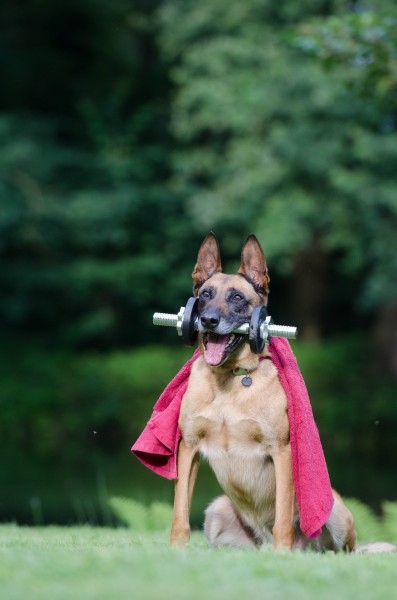 大型比利时玛利诺犬图片(15张)