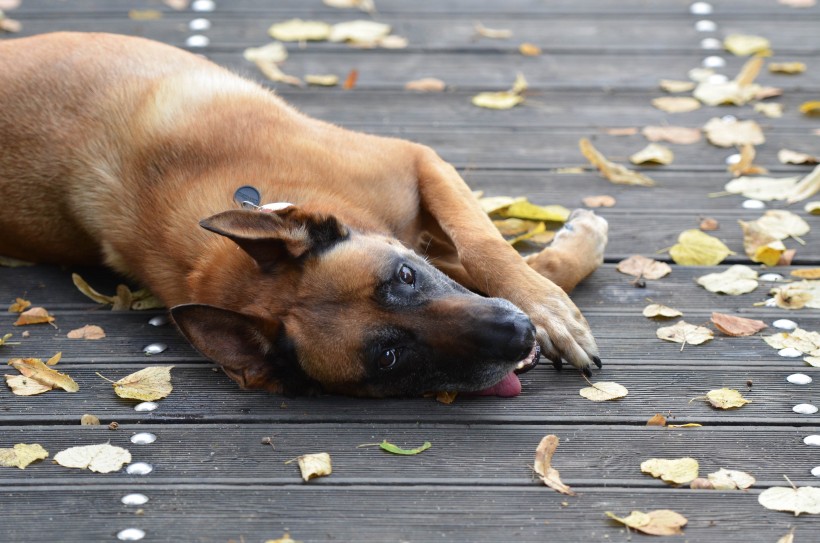 快乐玩耍的玛利诺犬图片(16张)