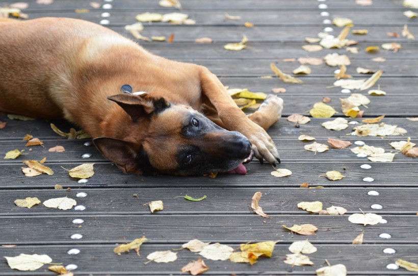 快乐玩耍的玛利诺犬图片(16张)