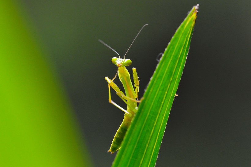 螳螂微距图片(7张)