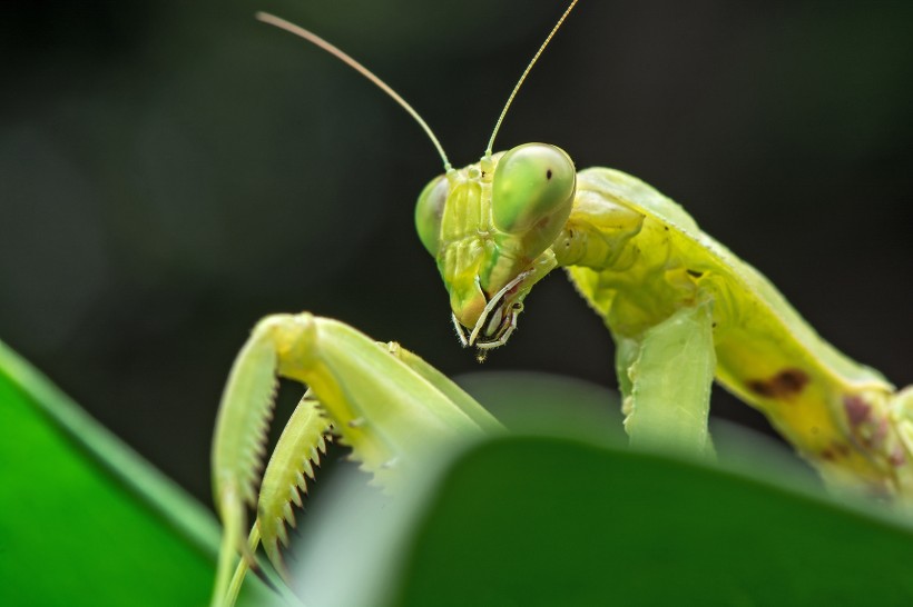 神气的螳螂图片(21张)