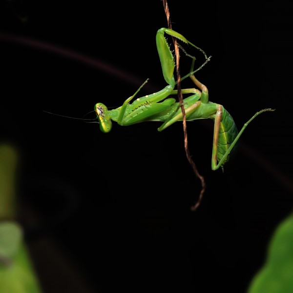 螳螂起舞图片(7张)