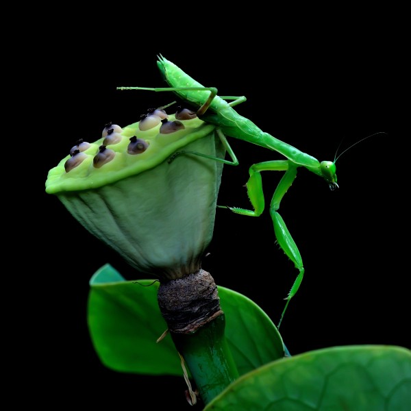 螳螂图片(8张)