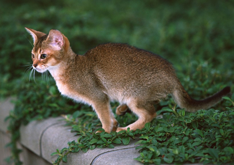 宠物猫图片(26张)