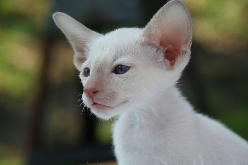 猫咪的侧脸特写图片(10张)