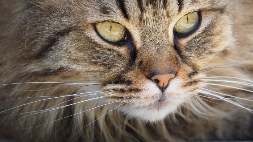 猫的脸部特写图片(10张)