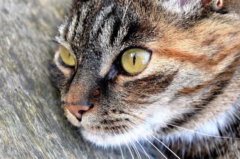 猫的脸部特写图片(10张)