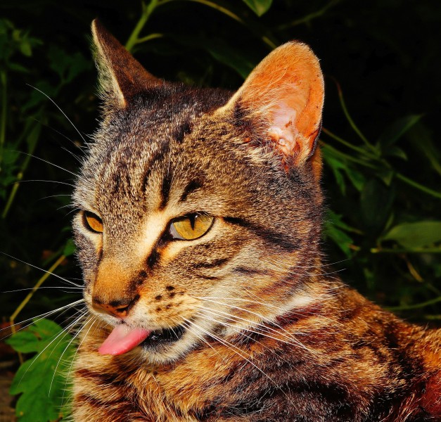 猫的脸部特写图片(10张)