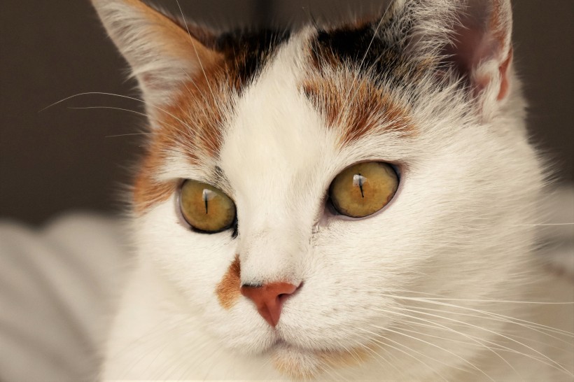 猫的头部特写图片(10张)