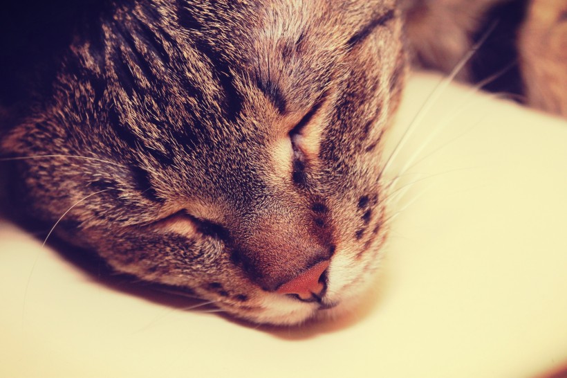 猫的头部特写图片(10张)