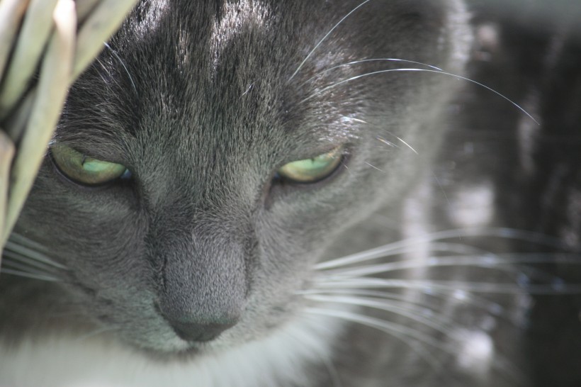 猫的头部特写图片(10张)