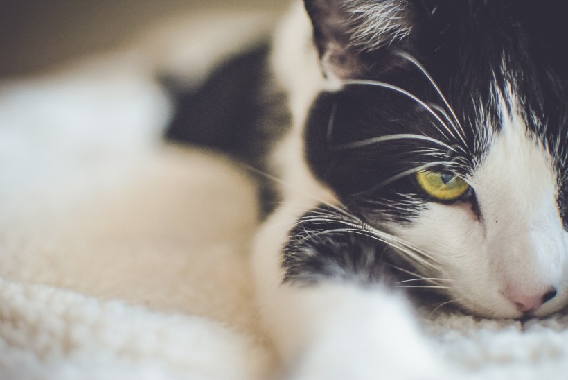猫的头部特写图片(10张)